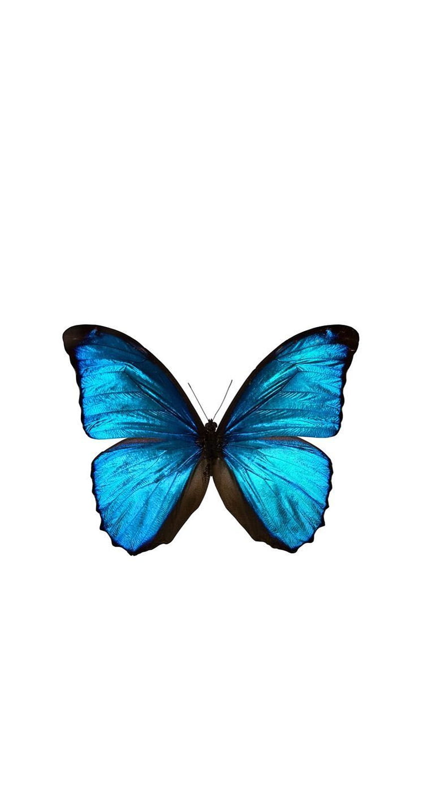Borboleta azul, blau, Schmetterling. Papel de parede borboletas HD-Handy-Hintergrundbild