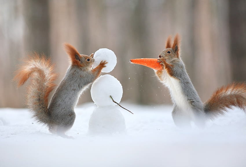 winter, squirrels, animals, snow HD wallpaper