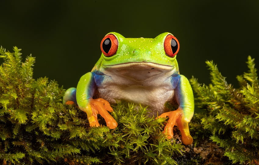 Greens, Look, Macro, The Dark Background, Moss, Frog, Portrait, Green, Red Eyed Tree Frog For , Section животные HD wallpaper