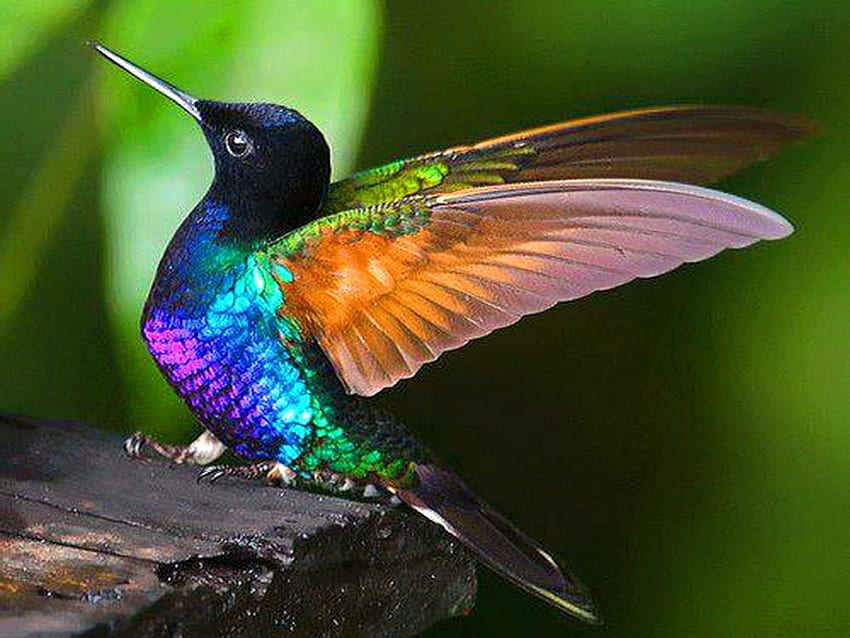 Hummer, hummingbird, colors, bird, beauty HD wallpaper