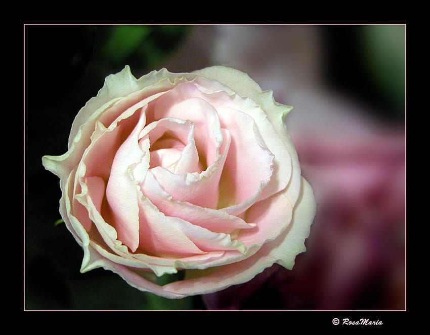 Rosa Maria 2, closeup, rose, art , still life, pink, alone, beautiful HD wallpaper