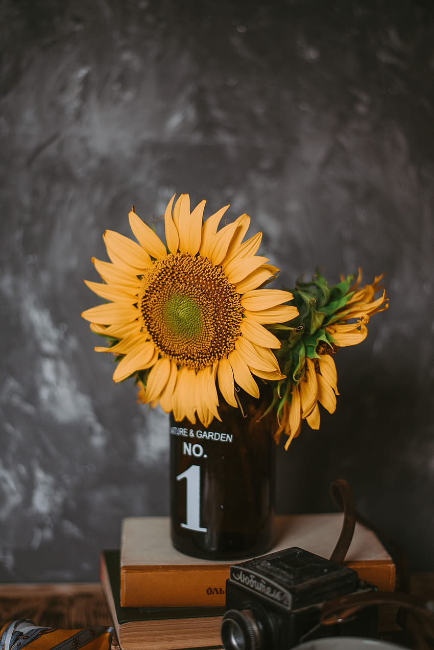 Blumen, Sonnenblumen, Bücher, Verschiedenes, Sonstiges, Vase, Kamera HD-Handy-Hintergrundbild