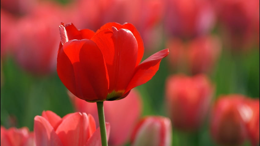 Rote Tulpen HD-Hintergrundbild