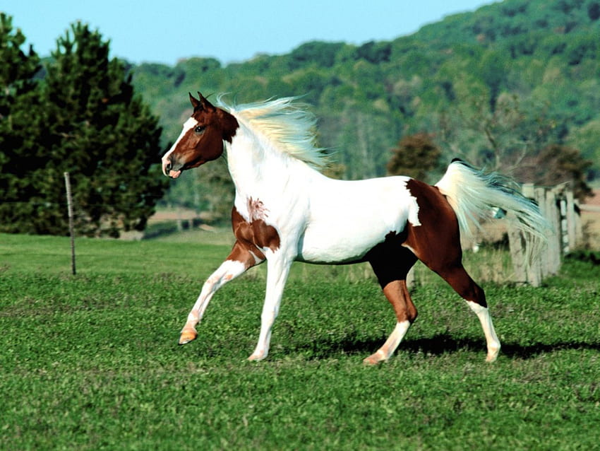 Apache horse, summer, horse, verdure, trees, meadow, sky, grass, grazing HD wallpaper