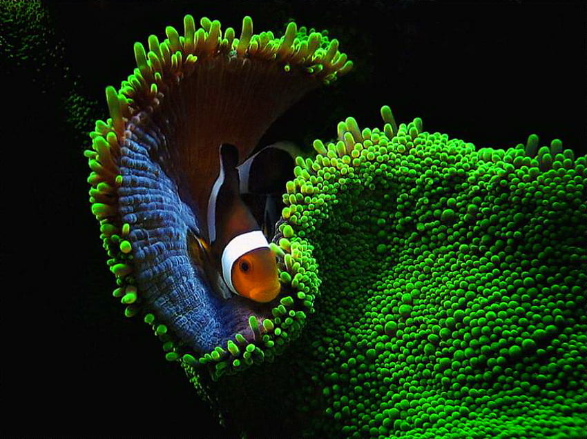 Mer la beauté, bleu, blanc, noir, plantes vertes, poisson, sous l'eau, orange, océan Fond d'écran HD