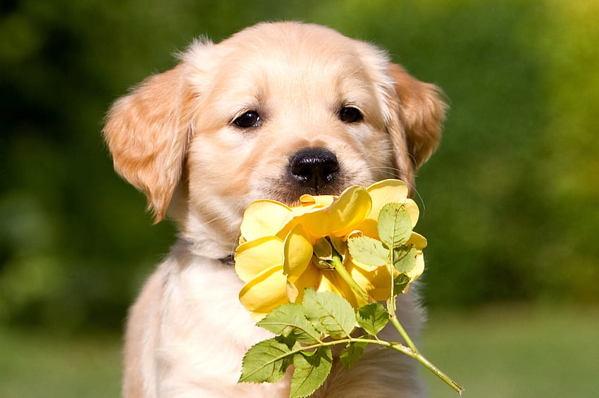 สัตว์ ดอกไม้ กลีบดอก ลูกสุนัข สุนัขจำพวกหนึ่ง วอลล์เปเปอร์ HD