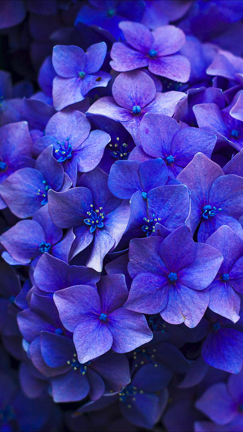 Purple Flower For iPhone di 2020. Bunga ungu,, Purple Hydrangea HD тапет за телефон