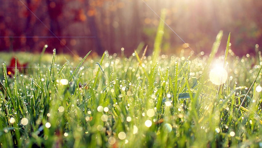 Rugiada mattutina, estate, gocce di rugiada, campo, erba, primavera, fresco Sfondo HD