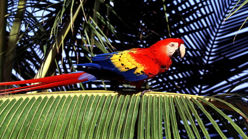 Birds, Tropical, Parrots, Scarlet, Macaws, Macaw, Palm, Leaves / and