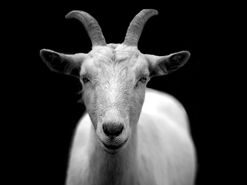 Échelle de gris de chèvre · Stock, chèvre noire Fond d'écran HD