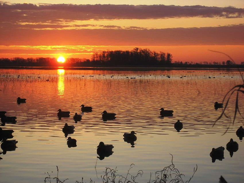 Duck Hunting High Quality Of Computer wiki, Waterfowl HD wallpaper