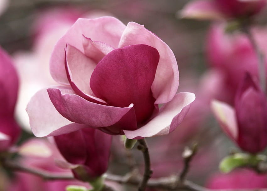 Magnolia, ramo, rosa, fiore, luna, natura, primavera Sfondo HD