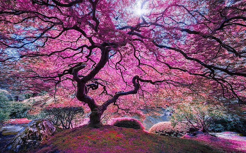 Pink Tree, branches, spring, park, blossoms, sun HD wallpaper