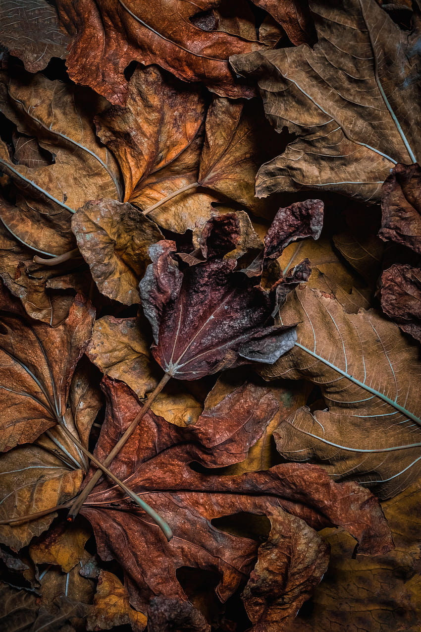 outono, folhas, macro, marrom, seco Papel de parede de celular HD
