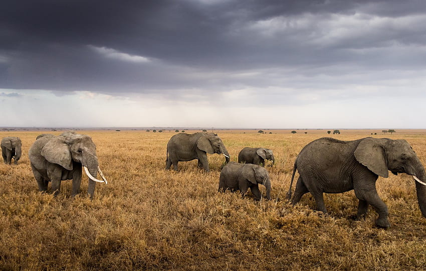 Africa, elephants, the herd, Tanzania, Serengeti HD wallpaper