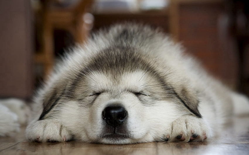 สัตว์ สุนัข ปากกระบอกปืน ความฝัน การนอนหลับ อุ้งเท้า วอลล์เปเปอร์ HD