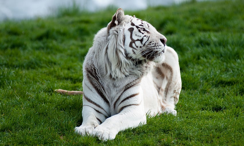 Animals, Grass, To Lie Down, Lie, Predator, Big Cat, Tiger, Albino HD wallpaper