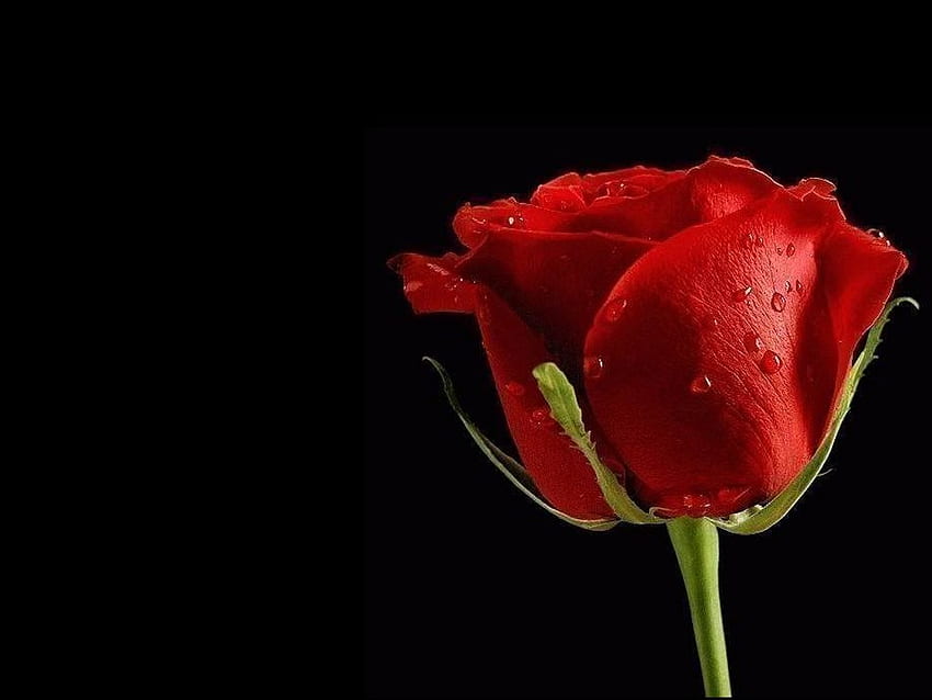 Red rose, rose, black, red, flower HD wallpaper