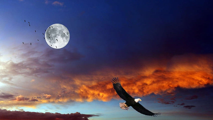 ptak, ptaki, chmury, orzeł, lua, księżyc, przyroda, niebo, zachód słońca Tapeta HD