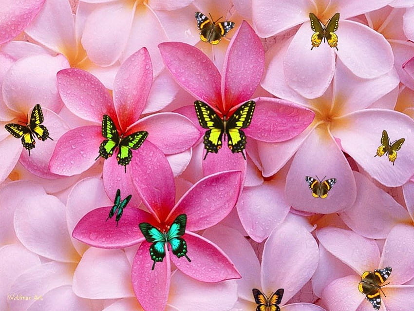 пеперуди и розови цветя, пеперуди, розово, цветя, животни HD тапет