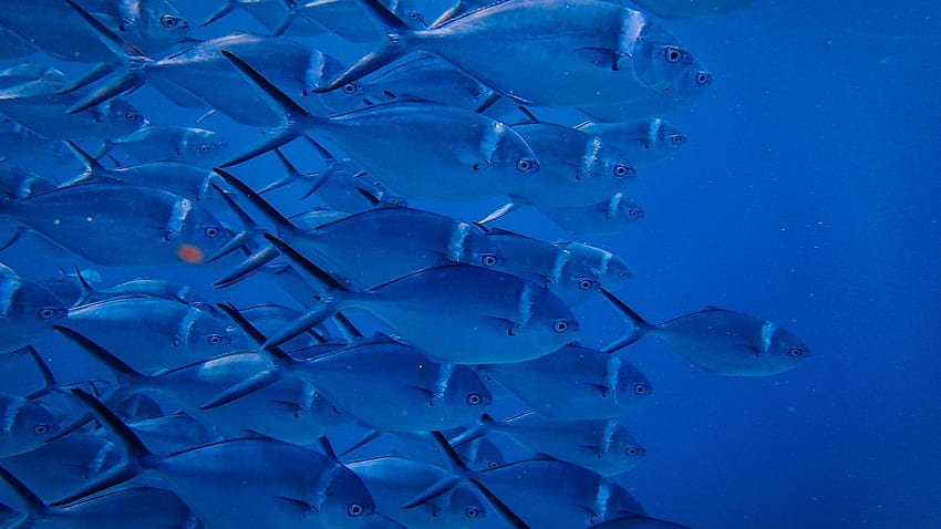 青い背景の魚の群れ 高画質の壁紙