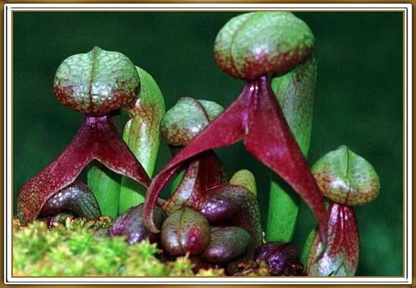 CARNIVOROUS PLANT, NATURE, PLANT, CARNIVOROUS HD wallpaper | Pxfuel