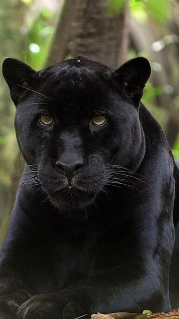 Premium AI Image | Black jaguar wallpapers for iphone and android.