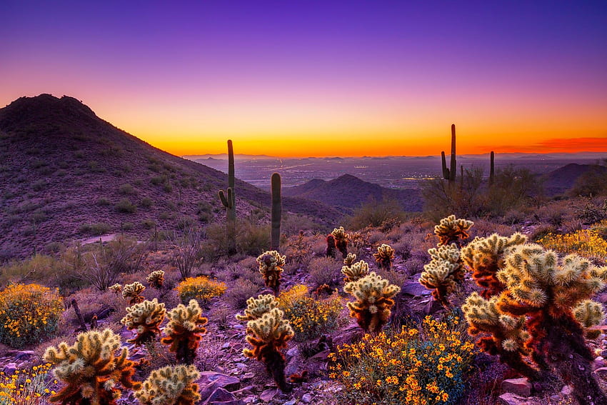 砂漠の春、アリゾナ砂漠の夕日 高画質の壁紙