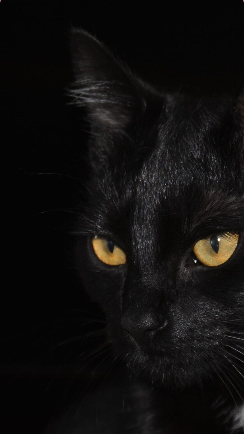 Black Cat Estetyczny - Novocom.top, Aesthetic Black Cats Tapeta na telefon HD
