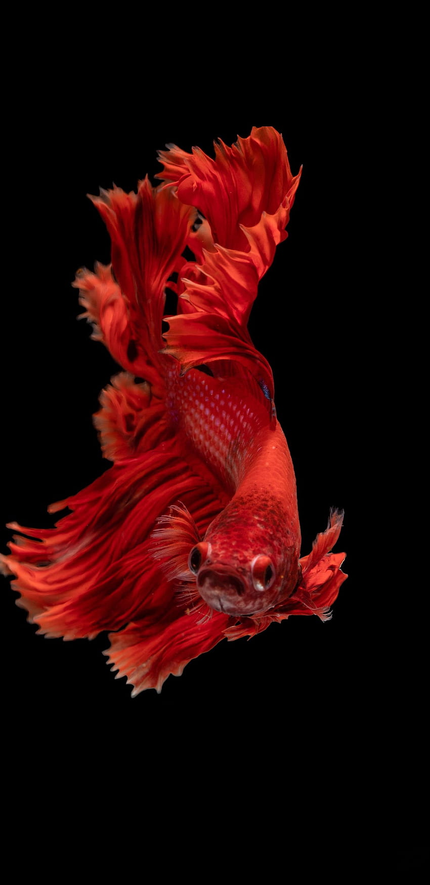 червена, бета риба, сиамска бойна рибка, Fighter Fish HD тапет за телефон