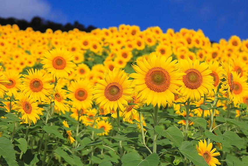 Sunflowers, yellow, nature, flowers, flower fields, sunflower fields, gold HD wallpaper
