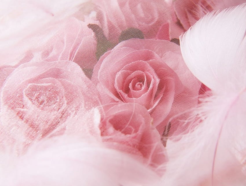 Pink roses, flowers, roses HD wallpaper