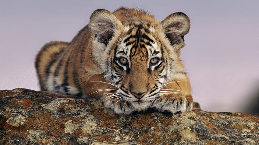 Tiere, Young, Predator, Tiger, Kid, Tot, Joey, Tiger Cub HD-Hintergrundbild