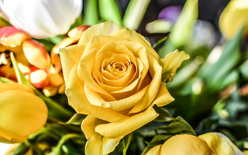 : anniversary, romance, gift, petal, romantic, blooming, pastel, spring, bloom, blossom, nature, decoration, background, gardening, fresh, yellow, rose family, garden roses, flowering plant, floristry, flora, rose order, close up, flower HD wallpaper