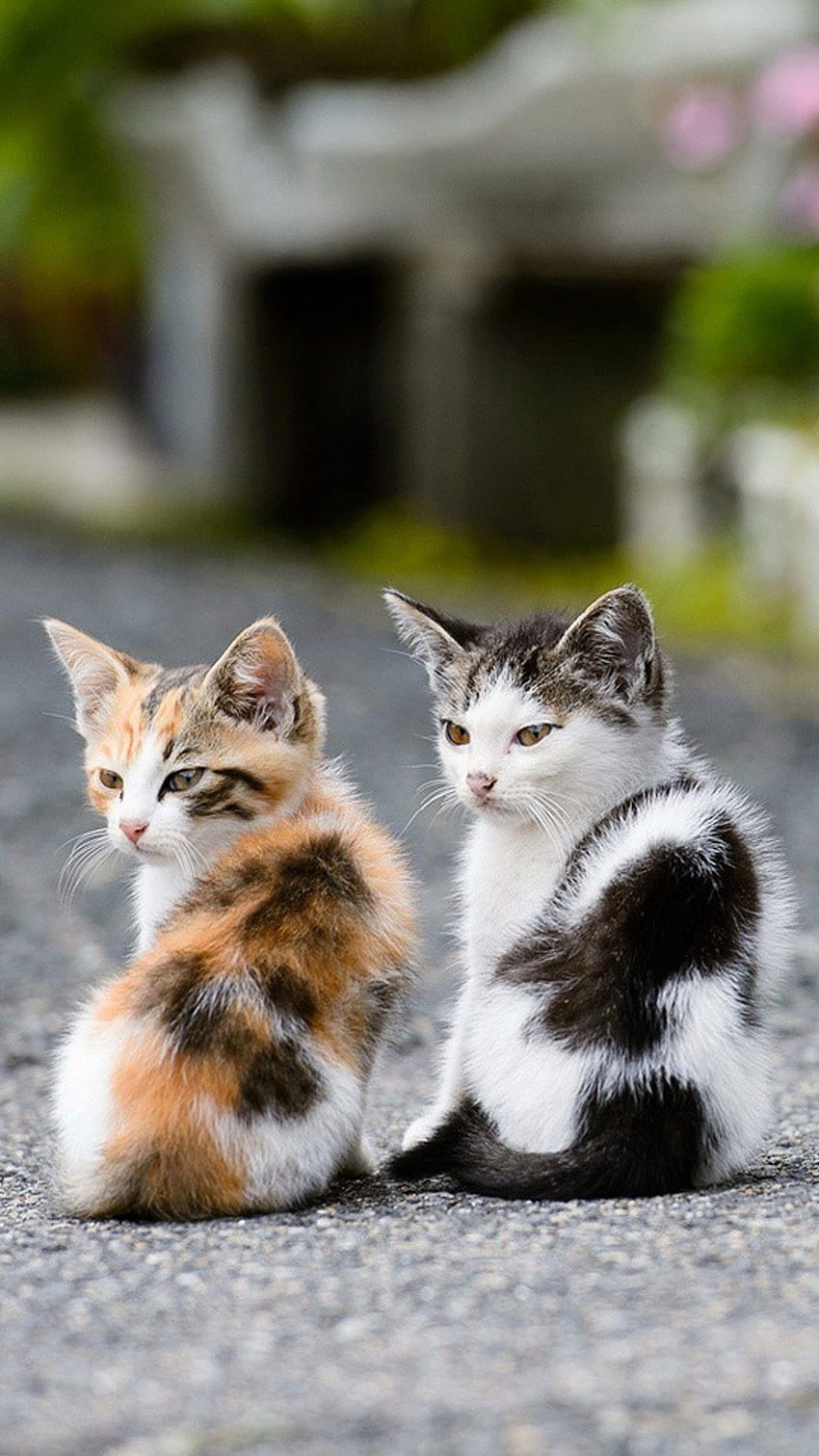 Cute Cats iPhone - iPhone Background HD phone wallpaper