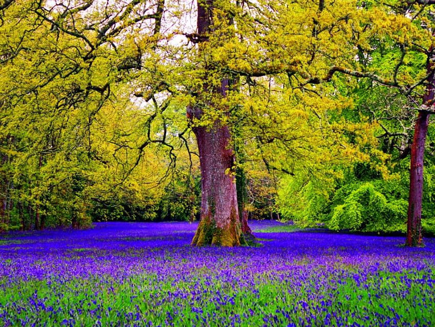 숲의 bluebells, 꽃의, 아름다운, 봄, 좋은, 나무, 여름, 예쁜, 자연, 꽃, bluebells, 아름다운, 숲 HD 월페이퍼