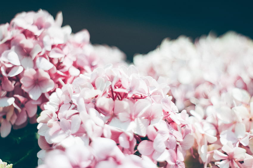Flowers, Petals, Close-Up, Hydrangea HD wallpaper