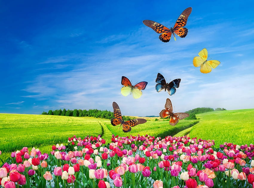 Butterflies over colorful field, colorful, meadow, beautiful, grass, tulips, spring, summer, butterflies, field, freshness, sky HD wallpaper