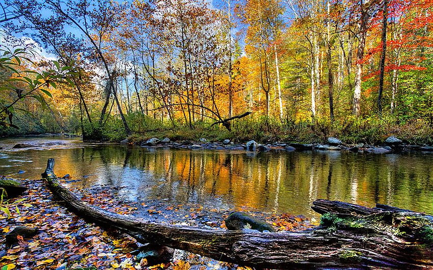 Hazel Creek, Smoky Mountains, North Carolina, trees, sky, forest, water, usa, reflections HD wallpaper