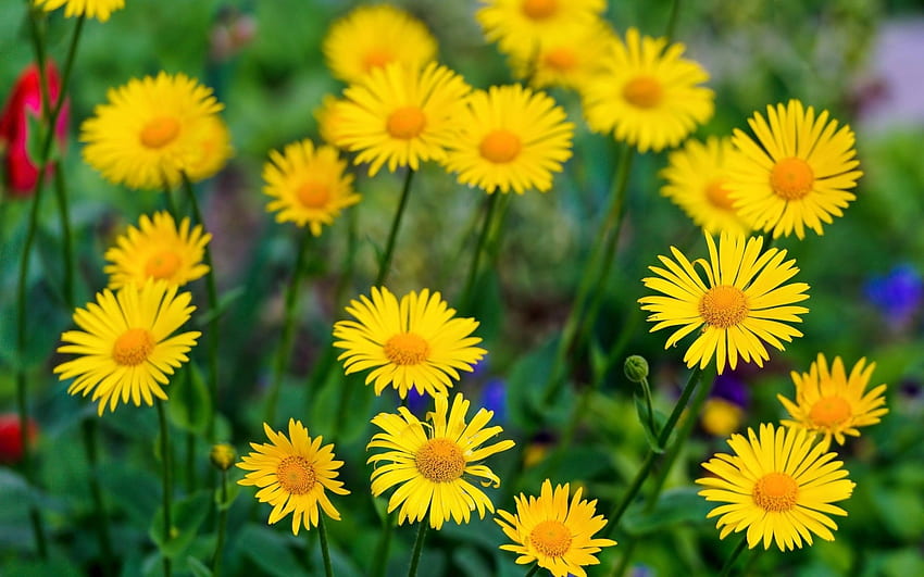 ดอกเดซี่, กลีบดอก, ใบไม้, สีเหลือง, ลำต้น วอลล์เปเปอร์ HD