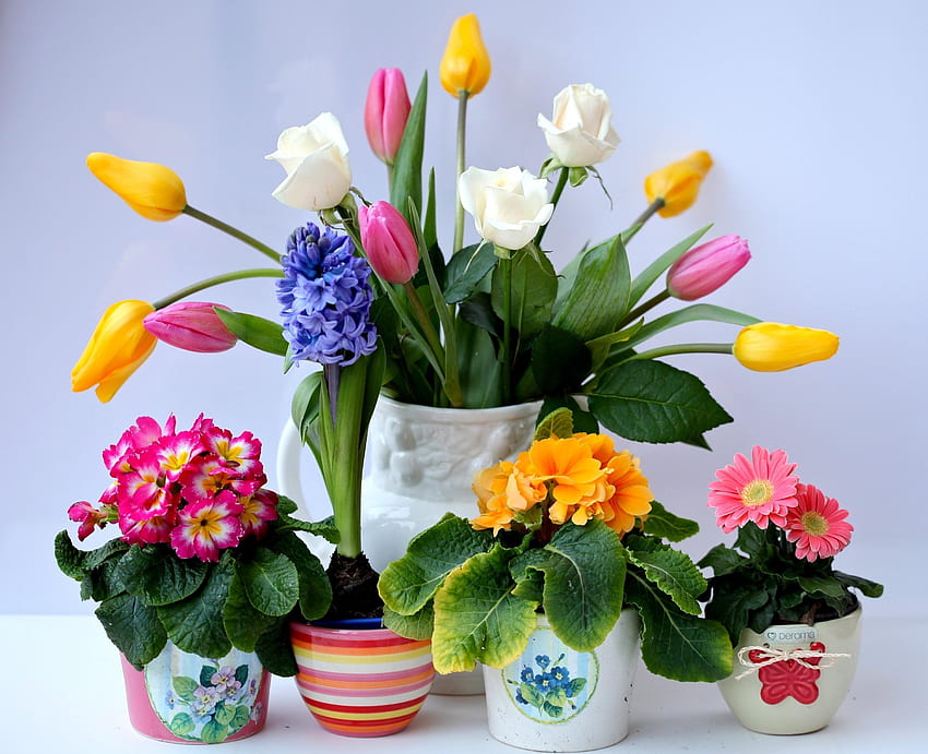 Fleurs, Roses, Tulipes, Jacinthe, Gerbera, Bouquet, Pots, Primevère Fond d'écran HD