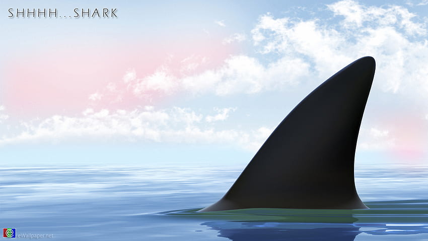 Hammerhai Shark [] für Ihr , Handy & Tablet. Entdecken Sie Shark Live. Live-Hai für PC, Hai, Hammerhai HD-Hintergrundbild