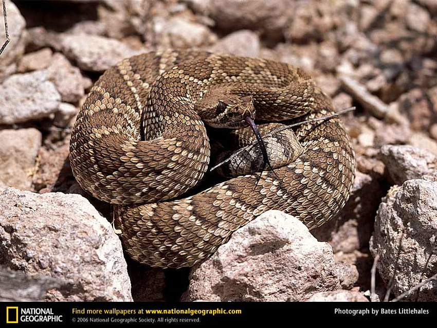 Mojave Çıngıraklı yılan, sürüngenler, yılanlar, çıngıraklı yılanlar HD duvar kağıdı