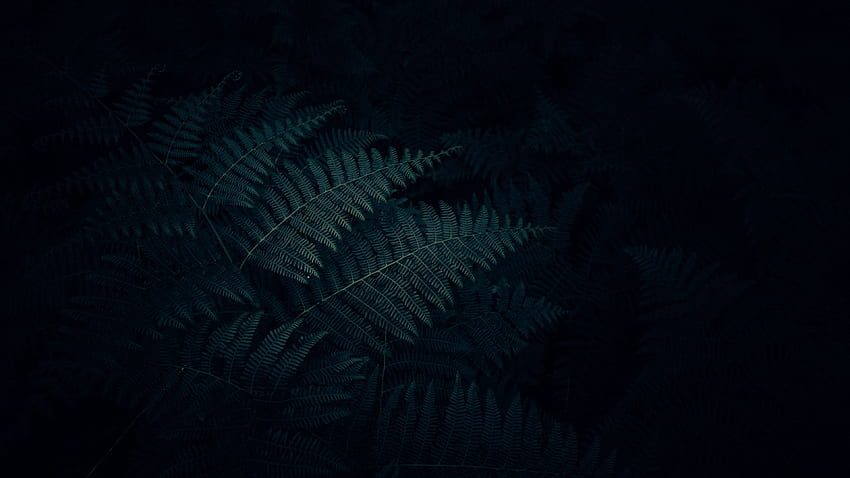 fern . fern HD wallpaper