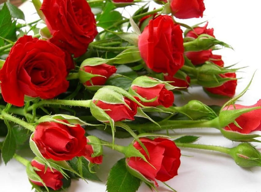 hermosas rosas rojas, naturaleza muerta, ramo, rosas rojas, hermoso, flores fondo de pantalla