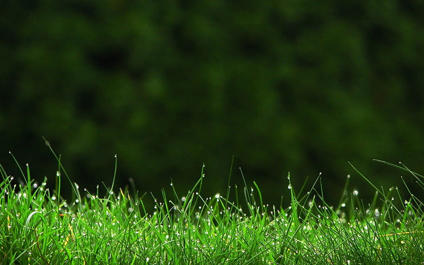 Gras - , Grashintergrund auf Fledermaus, Grünland HD-Hintergrundbild