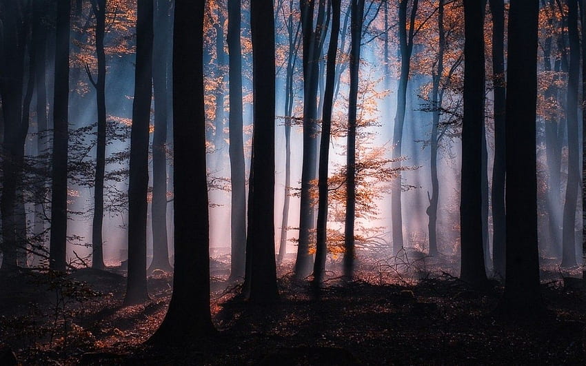 Есен, природа, дървета, свежа, слънчева светлина, листа, изгревна мъгла HD тапет