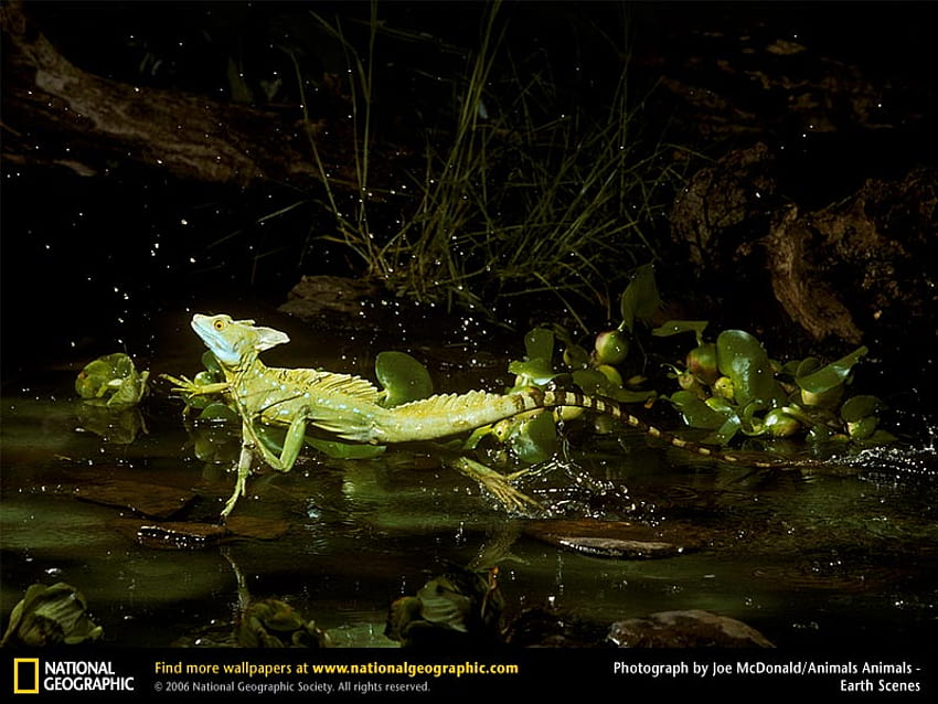 Basilisk Lizard, Eidechsen, Reptilien, Tiere HD-Hintergrundbild