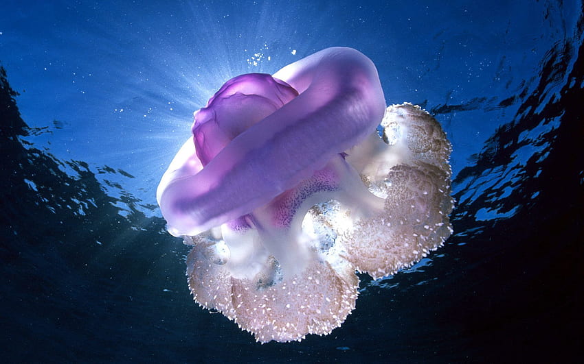 Животни, Подводен свят, Тасмания, Гигантски медузи HD тапет
