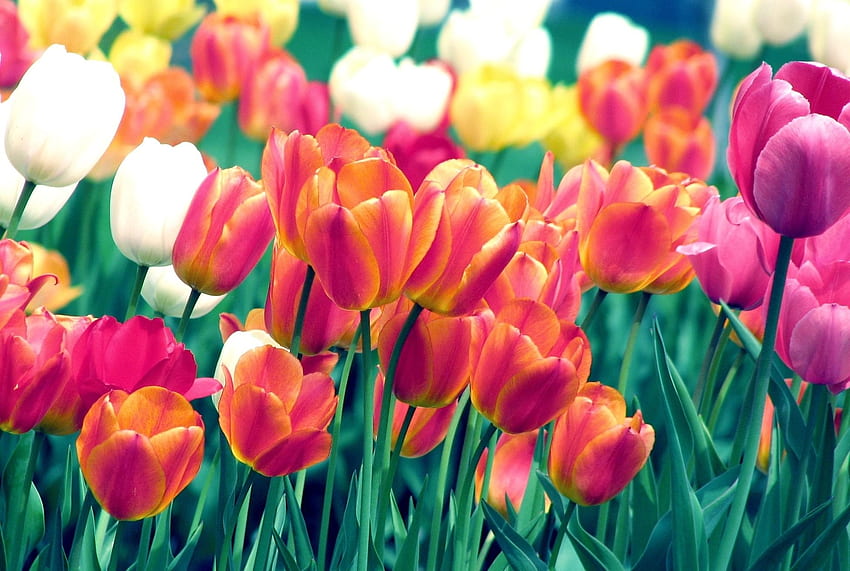 Flowers, Tulips, Flower Bed, Flowerbed, Spring, Sharpness HD wallpaper ...